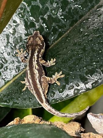 Image 4 of Various Juvenile Gargoyle Geckos available