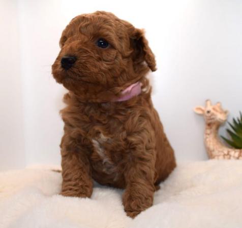 Image 10 of Cavapoo puppies stunning fox red babies available 5 april