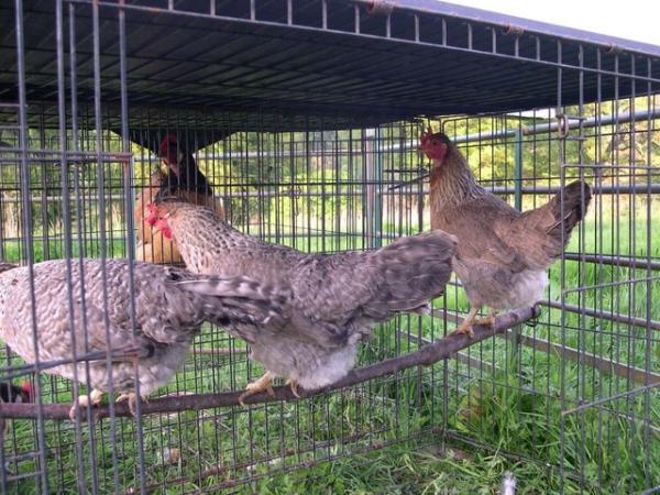 Image 3 of Chickens - Poultry - Cream Legbars - Oswestry Shropshire