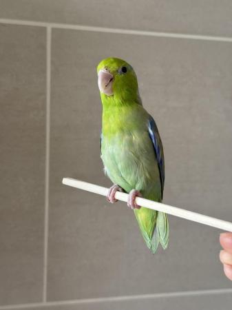 Image 2 of Beautiful male Parrotlet for sale in London