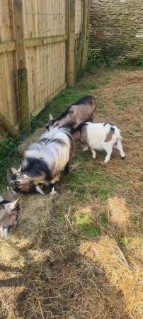 Image 1 of Family of pygmy goats for sale