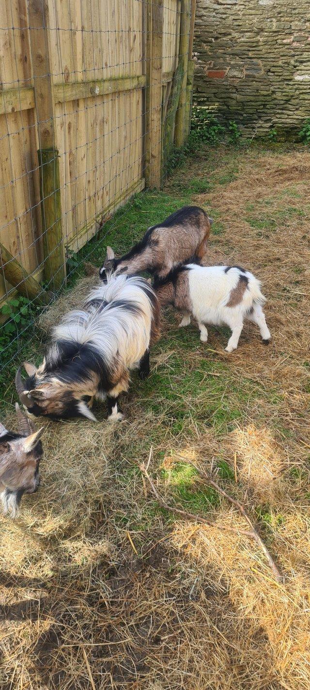 Preview of the first image of Family of pygmy goats for sale.