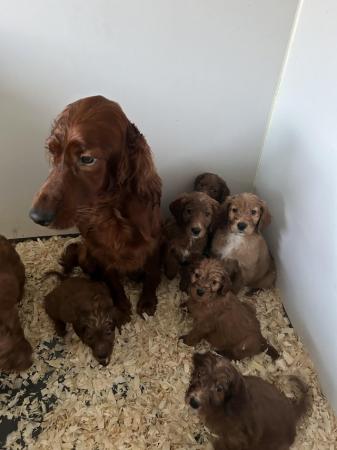 Image 13 of Out standing litter of Irish doodle puppies