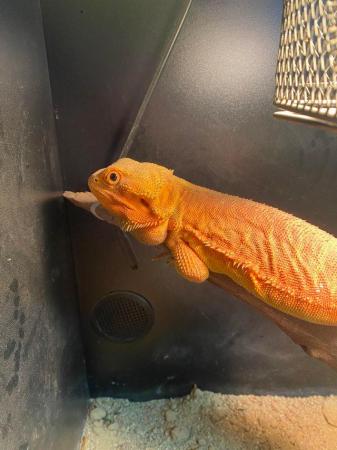 Image 3 of Bearded Dragons with full setup