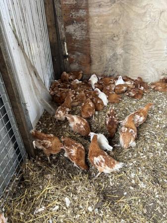 Image 3 of i variety of chicks 14 weeks down to 4 weeks