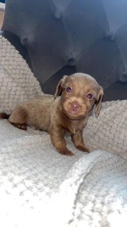 Image 2 of Only 3 beautiful puppies left !!