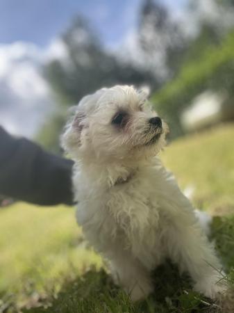 Image 10 of 2 boy Maltese pups for sale