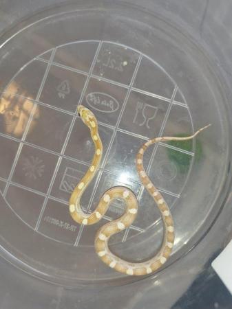 Image 1 of Gorgeous 2023 corn snake hatchlings sale £5 off prices