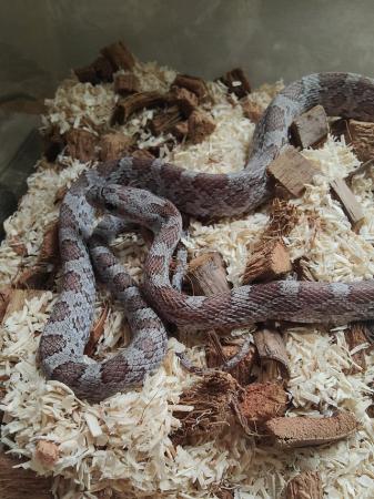 Image 5 of 2 year old male charcoal cinder corn snake