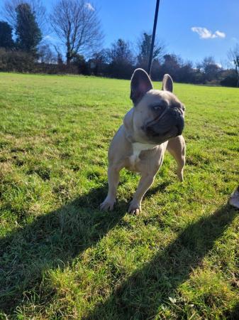 Image 3 of Kc reg french bulldog bitch for sale