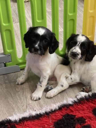 Image 1 of Ready now 4 Springer spaniel puppies