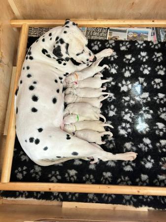 Image 2 of Beautiful Kc dalmatian puppies