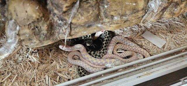 Image 1 of Green and Checkered garter babies