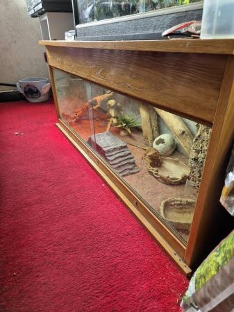 Image 3 of Bearded dragon and full set up