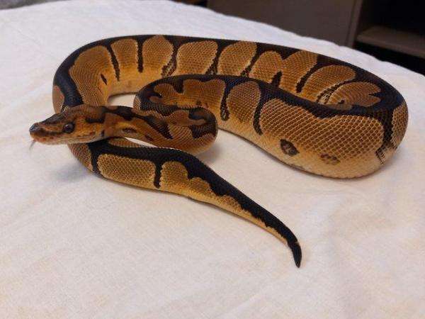 Image 3 of Female clown ball python 6 months old