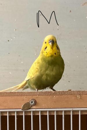 Image 4 of Budgies for sale, this years young