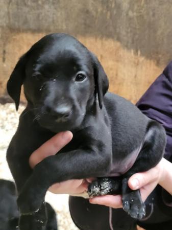 Image 5 of Beautiful Labrador Puppies For Sale