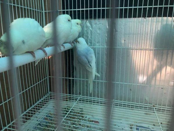 Image 1 of Baby Budgies for Sale - Available Now