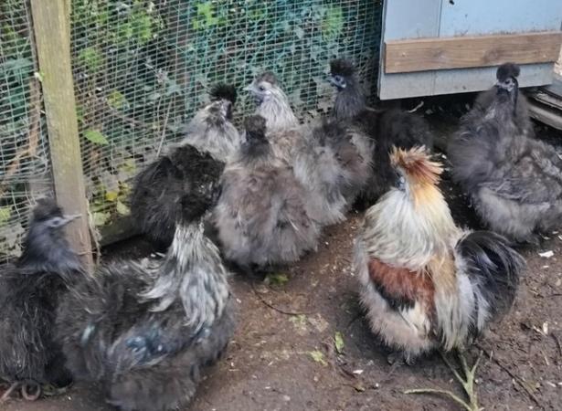 Image 1 of REDUCED...5. Left young silkies good breeding group