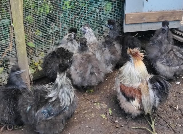 Preview of the first image of REDUCED...7 young silkies good breeding group.