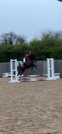 Image 2 of Kind 15.2hh Project Mare