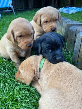 Image 5 of KC registered Labrador puppies