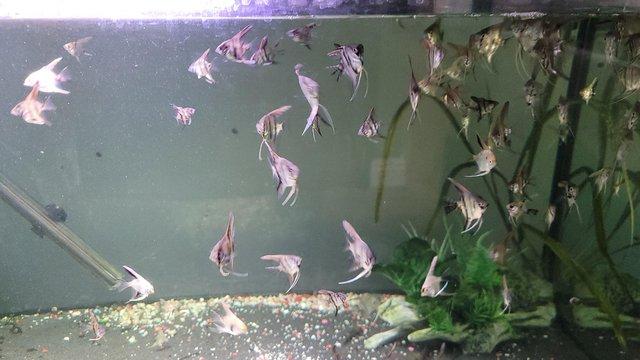 Image 1 of Young Marble angel fish, very healthy feeding well