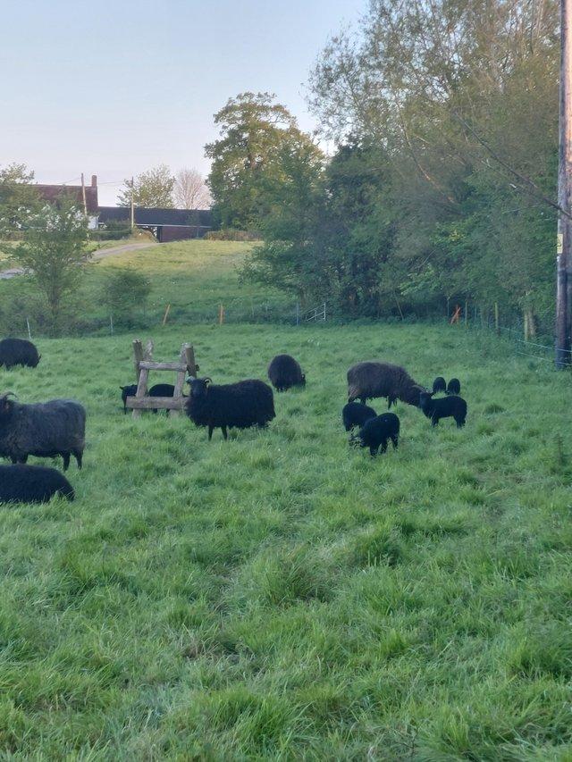 Preview of the first image of 8 Hebridean Ewes with 13 lambs for sale.