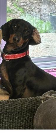 Image 3 of STILL AVAILABLE Beautiful Dachshund Boy 2 in July