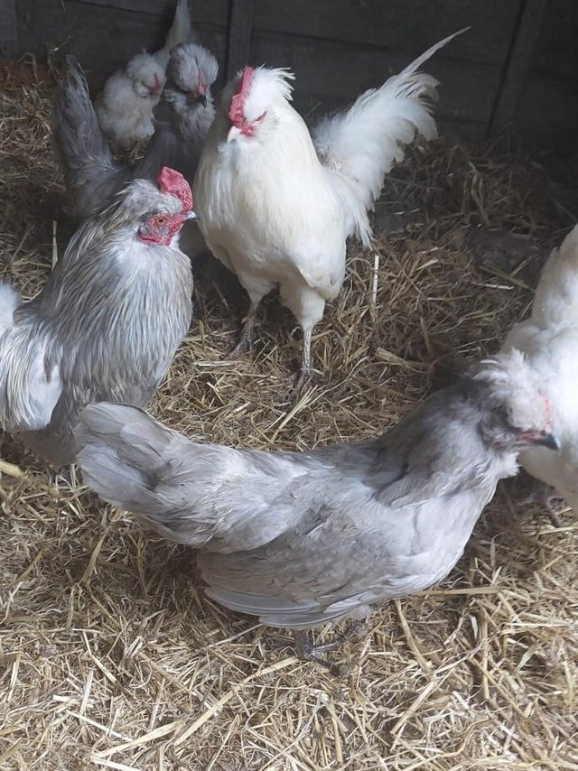 Preview of the first image of Very Rear lavender and or white pure bread Araucana bantams.