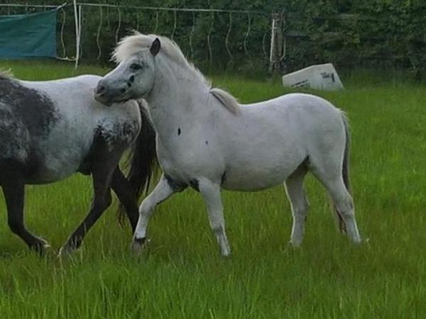 Image 2 of Registered, Licensed & proven Spotted Pony Stallion