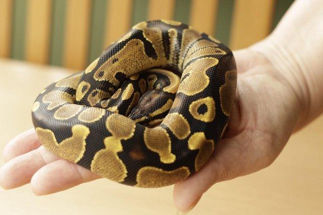 Image 4 of Royal Python Yellow Belly/Spark CB22