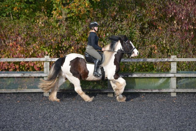 Preview of the first image of Part loan available 14.2hh cob.