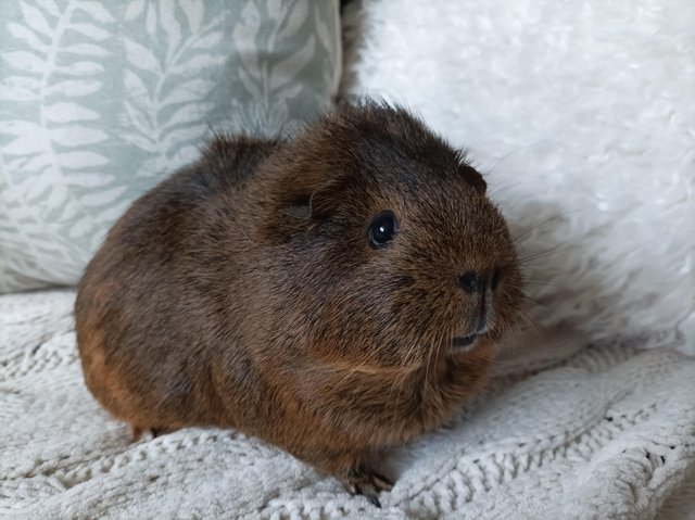 Preview of the first image of One year old guinea pig girl.