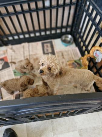 Image 3 of Red toy poodle male puppy