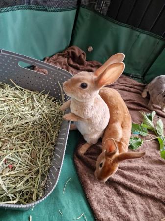 Image 13 of 4 Mini rex rabbits left looking for their forever homes
