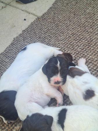 Image 1 of Stunning springer pups for sale
