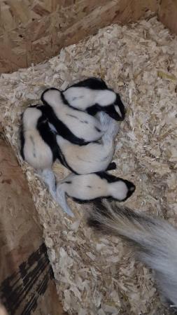 Image 7 of skunk kits black&white ready to reserve!