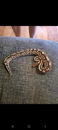 Image 2 of Royal python with full setup for sale