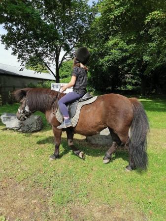 Image 3 of 10hh Standard Shetland mare for loan/part loan