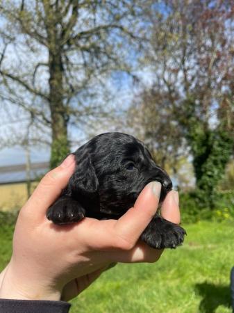 Image 4 of 11 week old cockerpoo dog puppies for sale