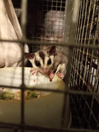 Image 5 of Father and son handsome white faced sugar gliders
