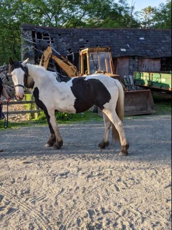 Image 4 of Miss Darcy - 6 year old piebald mare