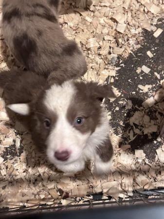 Image 4 of Gold and White Border Collie Puppies