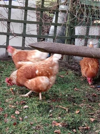 Image 1 of Chickens - Lohman Point of Lay hens -Limited offer