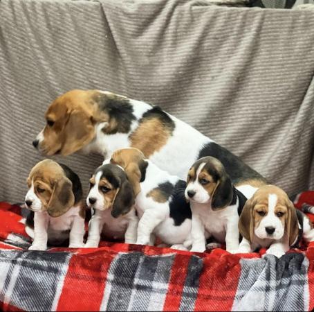 Image 8 of STUNNING CHUNKY KC BEAGLE PUPPIES READY NOW