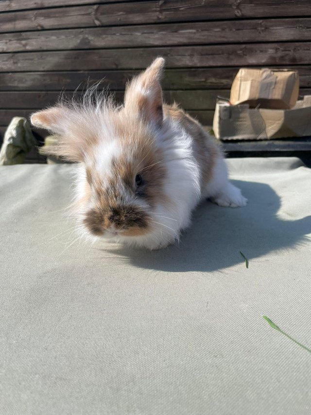 Preview of the first image of Standard lop x lionhead rabbits for sale.