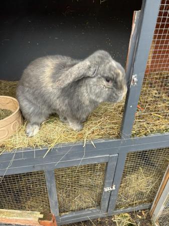 Image 3 of Beautiful French lop x mini lop