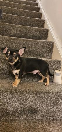 Image 1 of CHIHUAHUAREDUCED PRICE £595 ONO