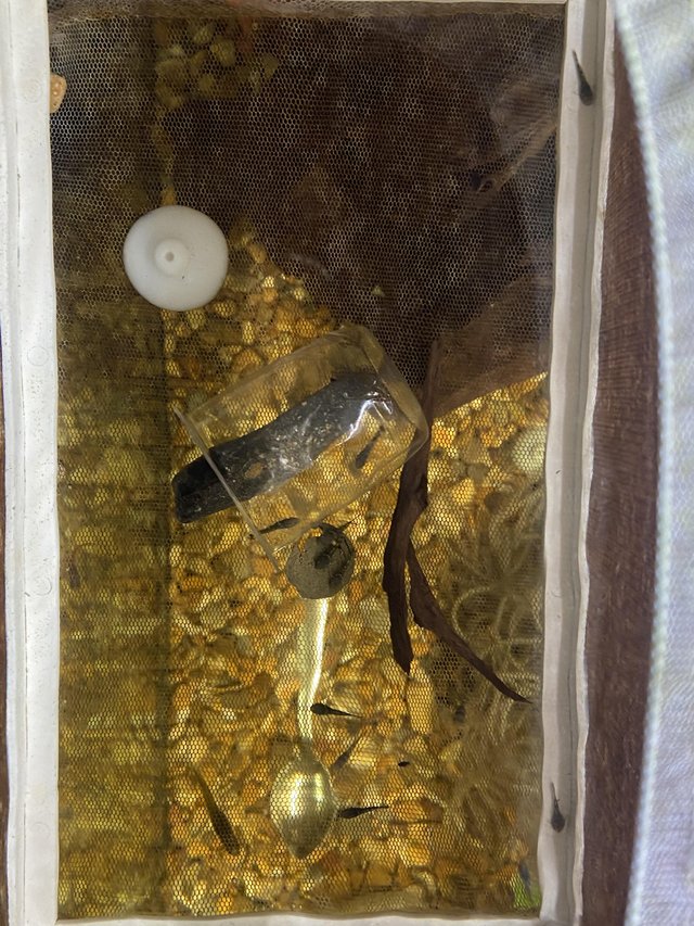 Preview of the first image of 3 week old bristlenose plecos.